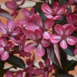 Malus toringo 'Aros' | Crab Apple Tree | 7L Pot | 120-150cm | By Frank P Matthews