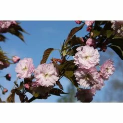 Prunus 'Shirofugen' | Cherry Blossom Tree | 12L Pot | 150-180cm | By Frank P Matthews