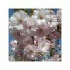 Prunus 'Pink Champagne' | Cherry Blossom Tree | 12L Pot | 150-180cm | By Frank P Matthews