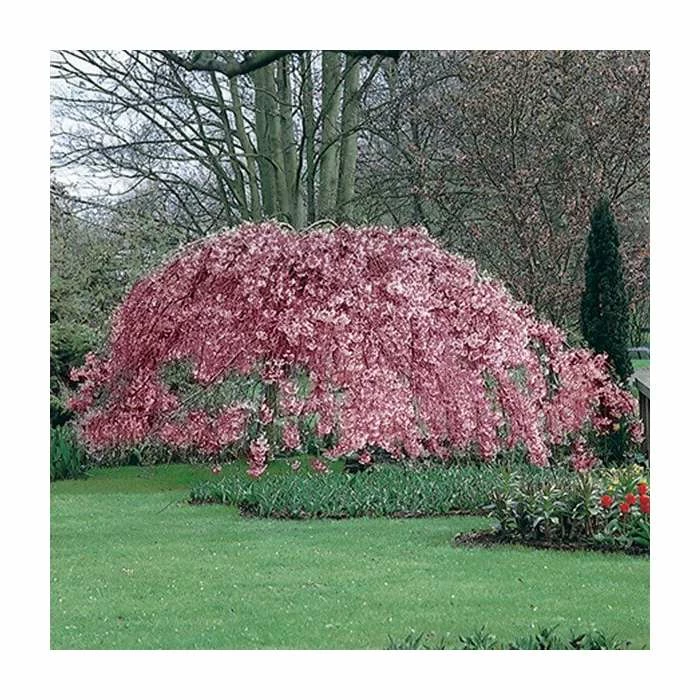 Prunus pendula 'Pendula Rubra' | Weeping Cherry Blossom Tree | 12L Pot | 150-180cm | By Frank P Matthews 4 Prunus pendula 'Pendula Rubra' | Weeping Cherry Blossom Tree | 12L Pot | 150-180cm | By Frank P Matthews - Image 4