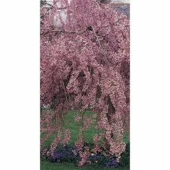 Prunus pendula 'Pendula Rubra' | Weeping Cherry Blossom Tree | 12L Pot | 150-180cm | By Frank P Matthews 9 Prunus pendula 'Pendula Rubra' | Weeping Cherry Blossom Tree | 12L Pot | 150-180cm | By Frank P Matthews -Pink Plants Shop TR1213 add image 3 48fc