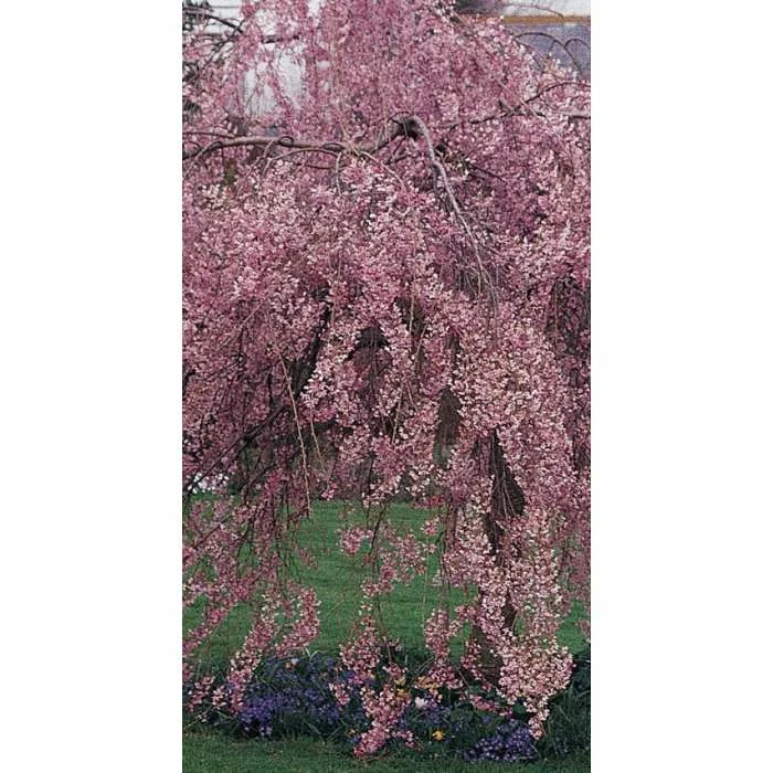 Prunus pendula 'Pendula Rubra' | Weeping Cherry Blossom Tree | 12L Pot | 150-180cm | By Frank P Matthews 5 Prunus pendula 'Pendula Rubra' | Weeping Cherry Blossom Tree | 12L Pot | 150-180cm | By Frank P Matthews - Image 5