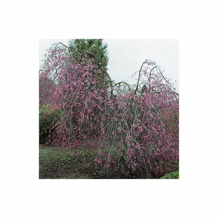 Prunus pendula 'Pendula Rubra' | Weeping Cherry Blossom Tree | 12L Pot | 150-180cm | By Frank P Matthews 1 Prunus pendula 'Pendula Rubra' | Weeping Cherry Blossom Tree | 12L Pot | 150-180cm | By Frank P Matthews