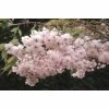 Prunus Pink Parasol | Cherry Blossom Tree | 12L Pot | 150-180cm | By Frank P Matthews