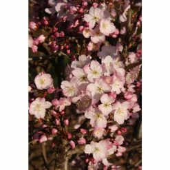 Prunus 'Tiltstone Hellfire' | Cherry Blossom Tree | 12L Pot | 150-180cm | By Frank P Matthews -Pink Plants Shop TR1215 add image 1 da83