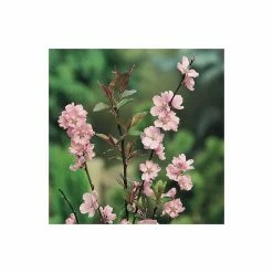 Prunus cerasifera 'Spring Glow' | Cherry Blossom Tree | 12L Pot | 150-180cm | By Frank P Matthews -Pink Plants Shop TR1216 add image 2 cf6d