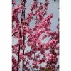 Prunus cerasifera 'Spring Glow' | Cherry Blossom Tree | 12L Pot | 150-180cm | By Frank P Matthews