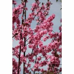 Prunus cerasifera 'Spring Glow' | Cherry Blossom Tree | 12L Pot | 150-180cm | By Frank P Matthews