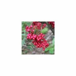 5ft Sorbus vilmorinii 'Pink Charm' | 12L Pot | By Frank P Matthews™ -Pink Plants Shop TR1244 add image 1 a14f