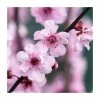 Prunus × blireana | Flowering Plum Tree | Bare Root | 110-140cm