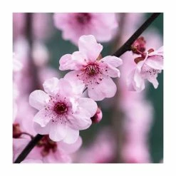 Prunus × blireana | Flowering Plum Tree | Bare Root | 110-140cm