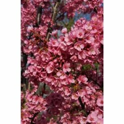 Prunus 'Kursar' | Cherry Blossom Tree -Pink Plants Shop TR1331 add image 2 4ce4