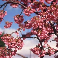 Prunus 'Kursar' | Cherry Blossom Tree -Pink Plants Shop TR1331 add image 3 c552