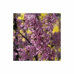 Prunus 'Kursar' | Cherry Blossom Tree
