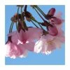 Prunus 'Pink Shell' | Cherry Blossom Tree | Bare Root | 110-140cm