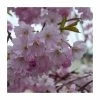 Prunus 'Spire' | Upright Cherry Blossom Tree | Bare Root | 110-140cm