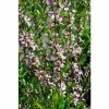 Prunus tenella 'Fire Hill' | Flowering Almond Tree | Bare Root | 110-140cm