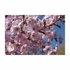 Prunus 'Jacqueline' | Cherry Blossom Tree | 12L Pot | 150-180cm | By Frank P Matthews