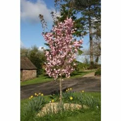 Prunus 'Beni-yutaka' | Cherry Blossom Tree | 12L Pot | 150-180cm | By Frank P Matthews -Pink Plants Shop TR1369 add image 1 9b3c