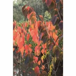 Prunus 'Beni-yutaka' | Cherry Blossom Tree | 12L Pot | 150-180cm | By Frank P Matthews