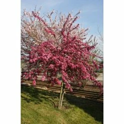 Malus domestica 'Cardinal' | Crab Apple Tree | 12L Pot | 150-180cm | By Frank P Matthews