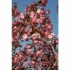 Prunus 'Hokusai' | Cherry Blossom Tree | 12L Pot | 150-180cm | By Frank P Matthews