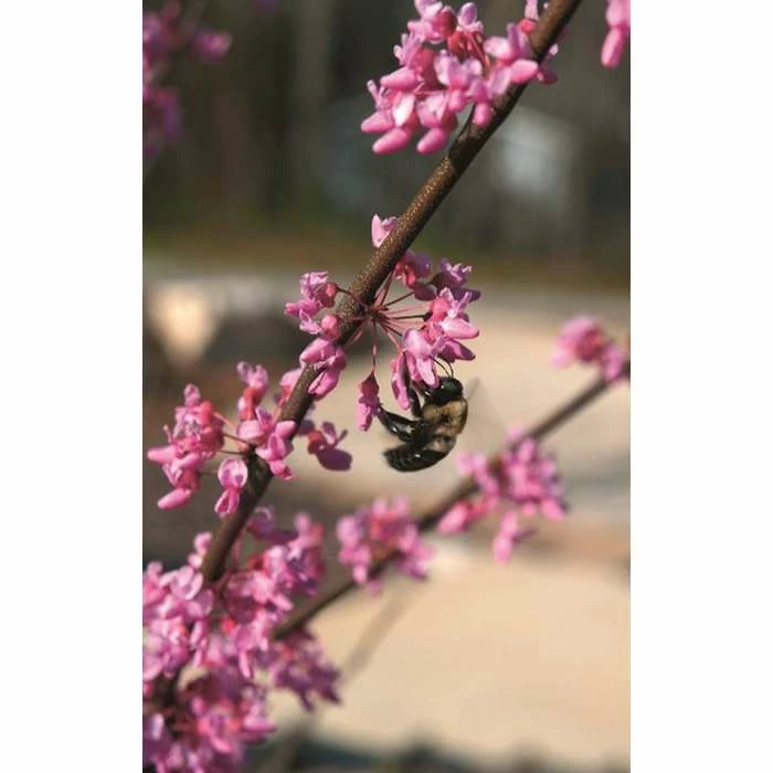 Cercis canadensis 'Hearts of Gold' | Eastern Redbud Tree | 12L Pot | 150-180cm | By Frank P Matthews 1 Cercis canadensis 'Hearts of Gold' | Eastern Redbud Tree | 12L Pot | 150-180cm | By Frank P Matthews