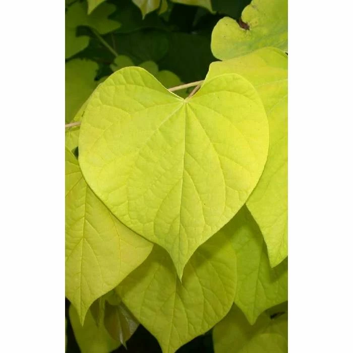 Cercis canadensis 'Hearts of Gold' | Eastern Redbud Tree | 12L Pot | 150-180cm | By Frank P Matthews 2 Cercis canadensis 'Hearts of Gold' | Eastern Redbud Tree | 12L Pot | 150-180cm | By Frank P Matthews - Image 2