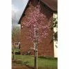Prunus 'Shosar' | Cherry Blossom Tree | 12L Pot | 150-180cm | By Frank P Matthews