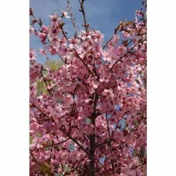 Prunus 'Shosar' | Cherry Blossom Tree | 12L Pot | 150-180cm | By Frank P Matthews -Pink Plants Shop TR1394 rollover image 1257
