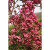 Malus 'Prairifire' | Crab Apple Tree | 12L Pot | 150-180cm | By Frank P Matthews