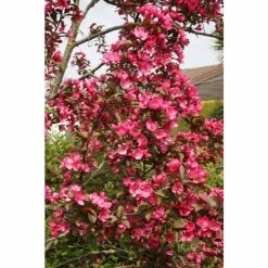 Malus 'Prairifire' | Crab Apple Tree | 12L Pot | 150-180cm | By Frank P Matthews