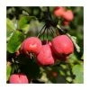 Malus × purpurea 'Crimson Cascade' | Purple Weeping Crab Apple Tree | 12L Pot | 150-180cm | By Frank P Matthews