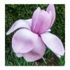 Magnolia 'Princess Margaret' | 12L Pot | 150-180cm | By Frank P Matthews