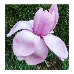 Magnolia 'Princess Margaret' | 12L Pot | 150-180cm | By Frank P Matthews