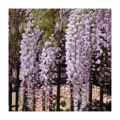 3ft Wisteria 'Hon-beni' | 7L Pot | Wisteria floribunda 'Hon-beni' -Pink Plants Shop TR1444 add image 1 6861