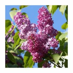 4ft 'Prince Wolkonsky' Lilac | 7L Pot | Syringa vul 'Prince Wolkonsky' | By Frank P Matthews™