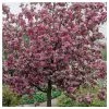 Malus 'Rudolph' | Purple Flowering Crab Apple Tree | 12L Pot | 150-180cm | By Frank P Matthews