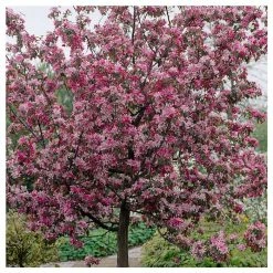 Malus 'Rudolph' | Purple Flowering Crab Apple Tree | 12L Pot | 150-180cm | By Frank P Matthews
