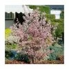 Prunus nipponica var. kurilensis 'Ruby' | Dwarf Apline Cherry Blossom Tree | 9L Pot | 120-150cm