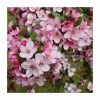 Malus 'Candymint' | Crab Apple Tree | 12L Pot | 150-180cm | By Frank P Matthews