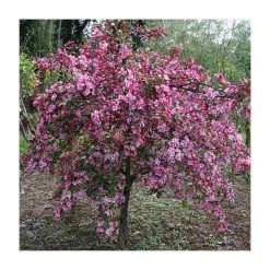 Malus 'Candymint' | Crab Apple Tree | 12L Pot | 150-180cm | By Frank P Matthews -Pink Plants Shop TR9013 rollover image 37e8