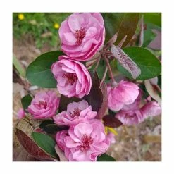 Malus ‘Scarlet Brandywine’ (PBR) | Crab Apple Tree | 12L Pot | 150-180cm | By Frank P Matthews