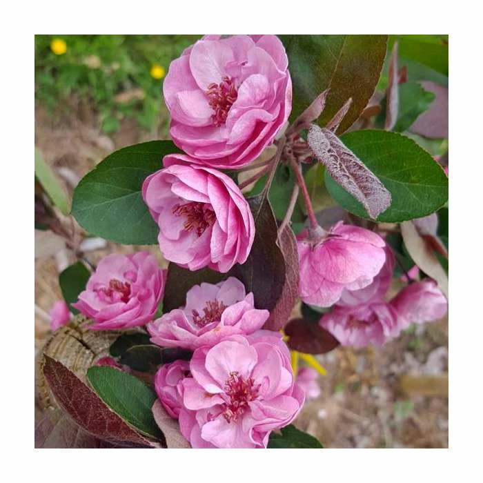 Malus ‘Scarlet Brandywine’ (PBR) | Crab Apple Tree | 12L Pot | 150-180cm | By Frank P Matthews 1 Malus ‘Scarlet Brandywine’ (PBR) | Crab Apple Tree | 12L Pot | 150-180cm | By Frank P Matthews