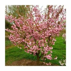 Prunus 'Asano' Tree | Upright Blossoming Cherry Tree | 11.5L Pot Top Worked at 45cm | 150-180cm | By Frank P Matthews -Pink Plants Shop TR9027 add image 1 427e