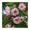 Malus ioensis 'Fimbriata' | Crabapple Tree