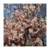 Prunus pendula f. ascendens 'Rosea' | Cherry Blossom Tree | 12L Pot | 150-180cm | By Frank P Matthews