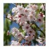 Prunus incisa 'Mikinori' | Fuji Cherry Blossom Tree | 11.5L Pot Top Worked at 45cm | By Frank P Matthews