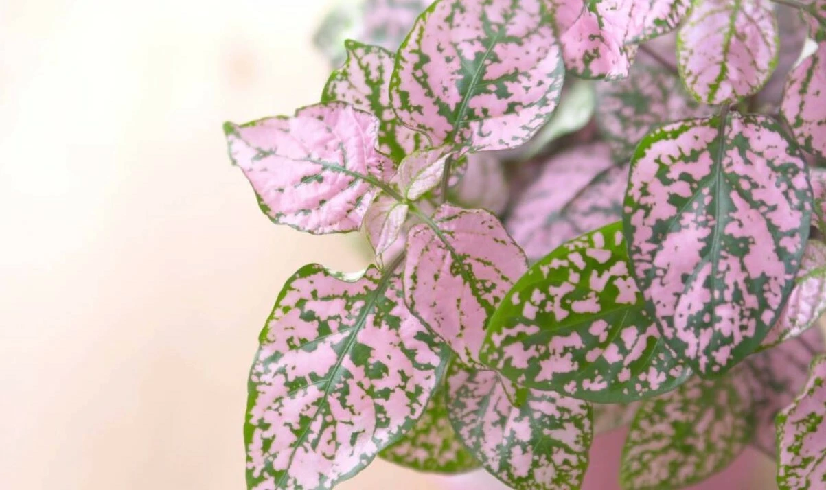 Pink Plants Shop -Pink Plants Shop fav