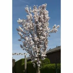 Prunus 'Amanogawa' | Cherry Blossom Tree -Pink Plants Shop gaar00399 f689